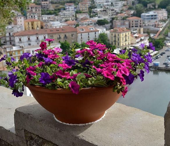 24112016 agropoli in fiore
