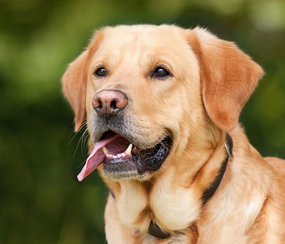 24112016 cane amico uomo