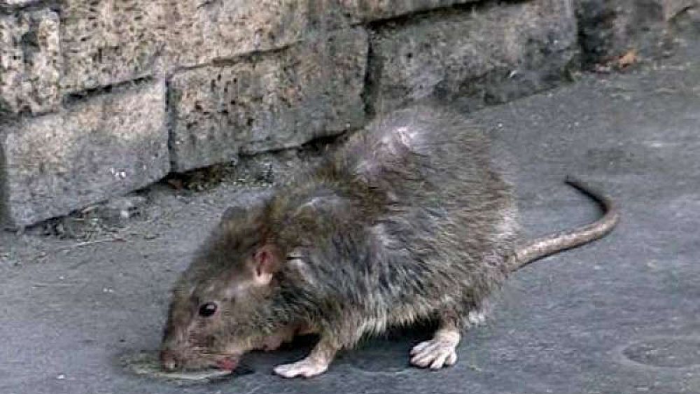 24112017 ratti in strada