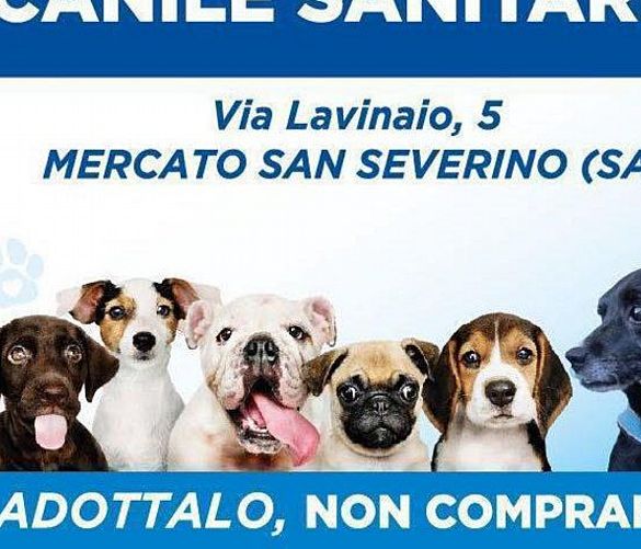 24122024 locandina inaugurazione canile mss