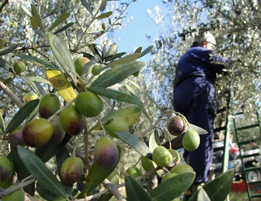 25012016 caduta albero olive
