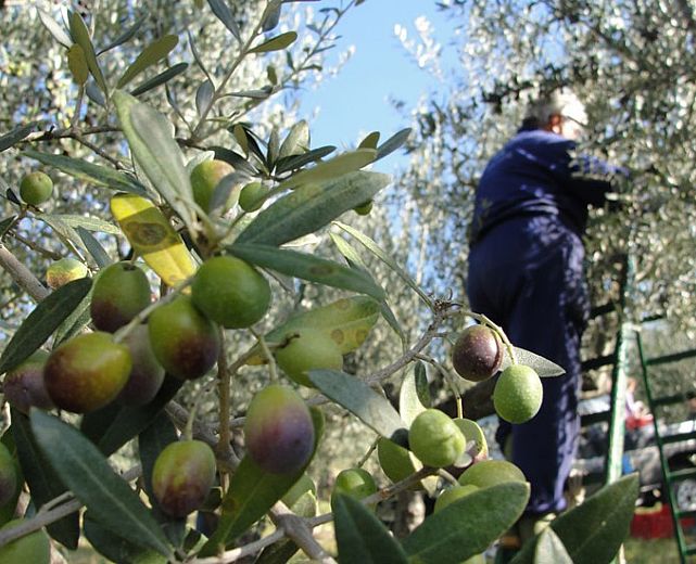 25012016 caduta albero olive