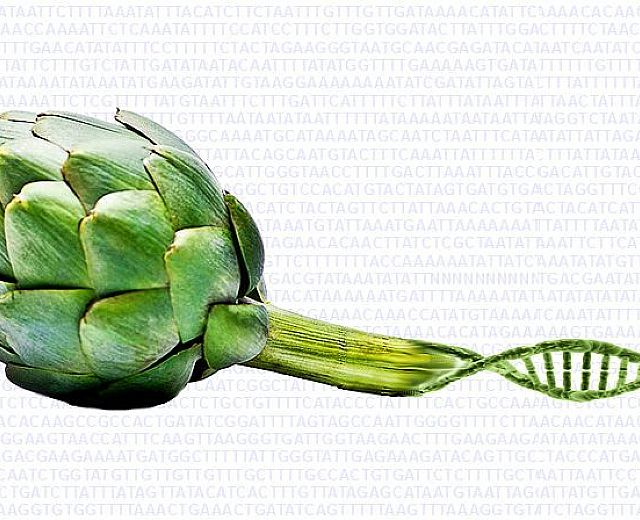 25012016 genoma carciofo