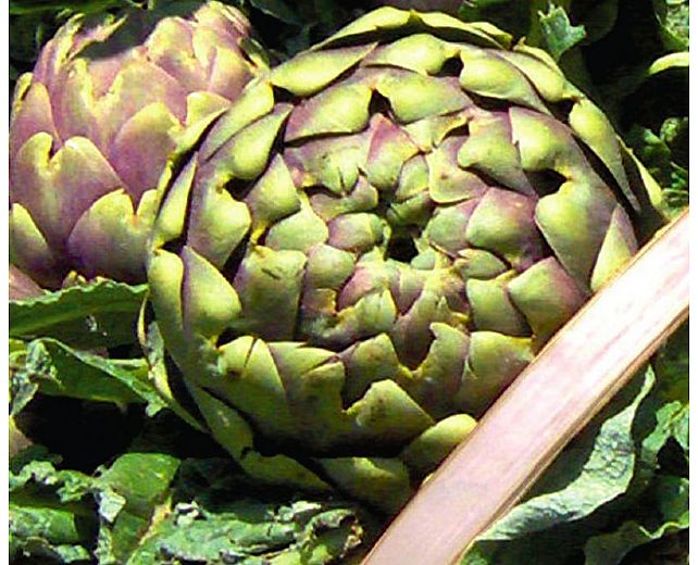 25022014 Carciofo di Paestum IGP