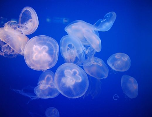 25022014 meduse