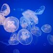 Agropoli Notizie foto - 25022014 meduse
