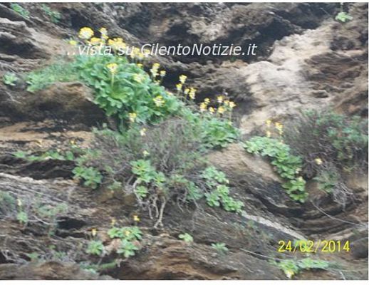 Paolo-Abbate foto - 25022014 primula palinuri 01