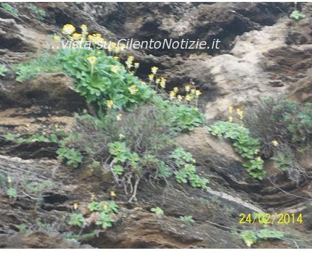 25022014 primula palinuri 01