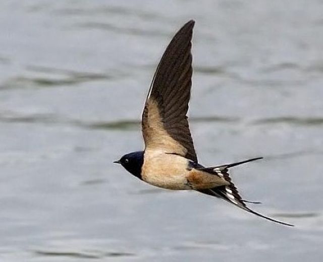 25022015 bel tempo rondine