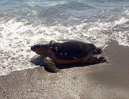 25022015 tartaruga caretta caretta