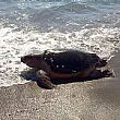 Palinuro Notizie foto - 25022015 tartaruga caretta caretta