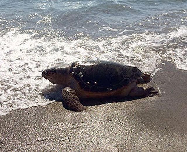 25022015 tartaruga caretta caretta
