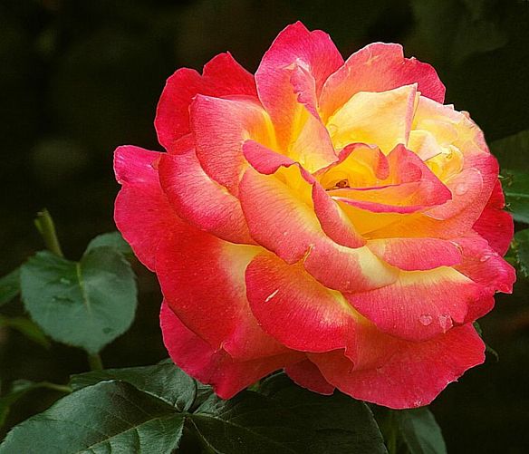 25022020 rosa fiore