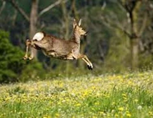 Paolo-Abbate foto - 25032015 caprioli