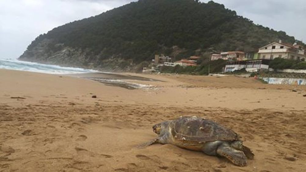 25042016 tartaruga a castellabate