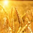 Paesi del Cilento - Le ultime  Notizie foto - 25052026 agricoltura economia