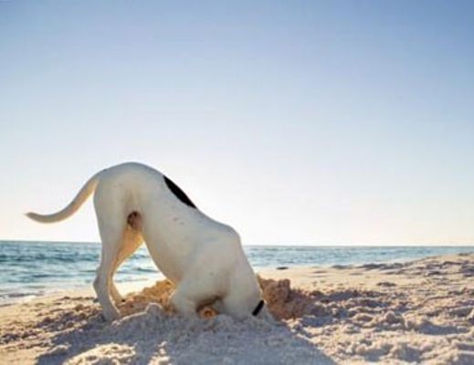 25062014 cani in spiaggia