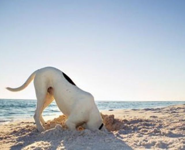 25062014 cani in spiaggia