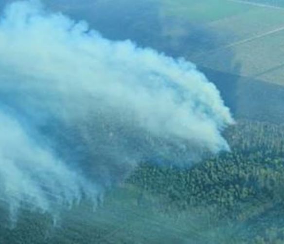 Paolo-Abbate foto - 25062016 foreste