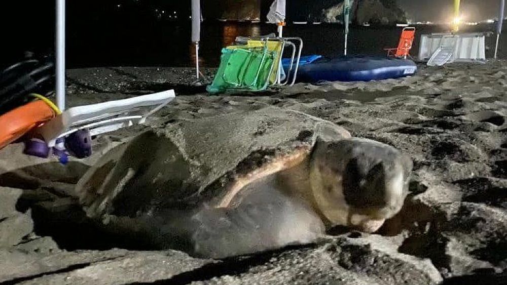 25062022 tartaruga marina depone uova 25062022 tartaruga marina depone uova