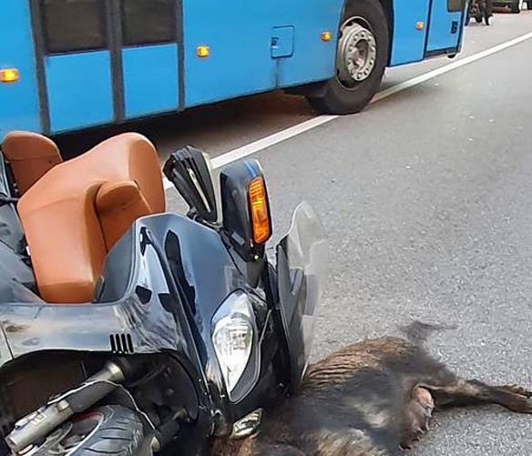 25062024 scontro moto cinghiale