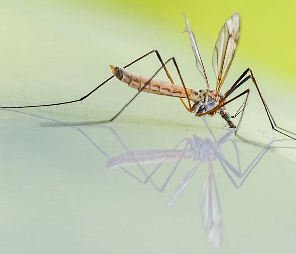 Vincenzo-Malzone foto - 25062024 zanzara