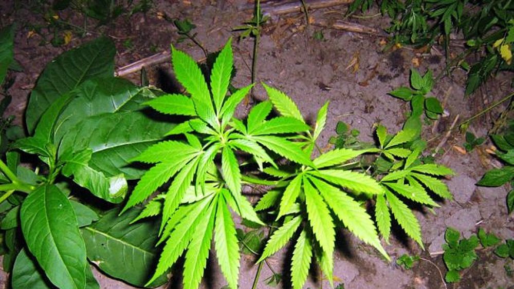 25072016 canapa indiana