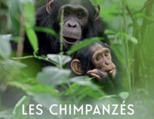 Paolo-Abbate foto - 25102014 gli scimpanze