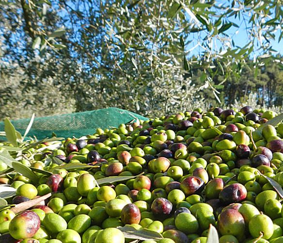 25102017 raccolta olive
