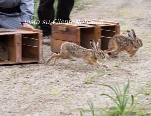 25112015 lepri italiche liberate nel parco del cilento
