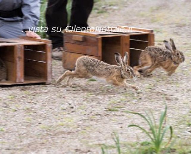 25112015 lepri italiche liberate nel parco del cilento