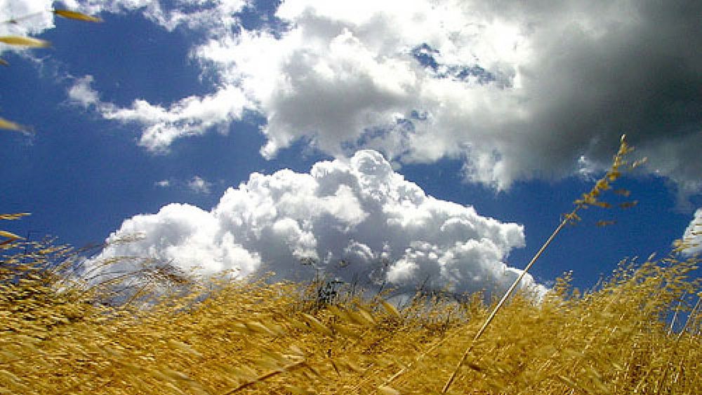 26012017 art vallo new