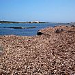 Ambiente foto - 26012018 Posidonia spiaggiata