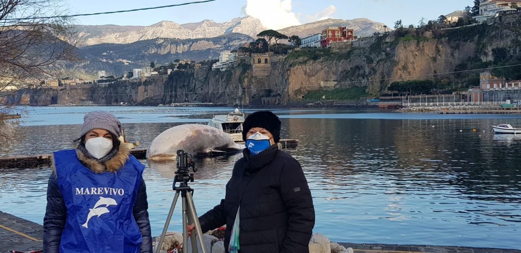 marevivo foto balena