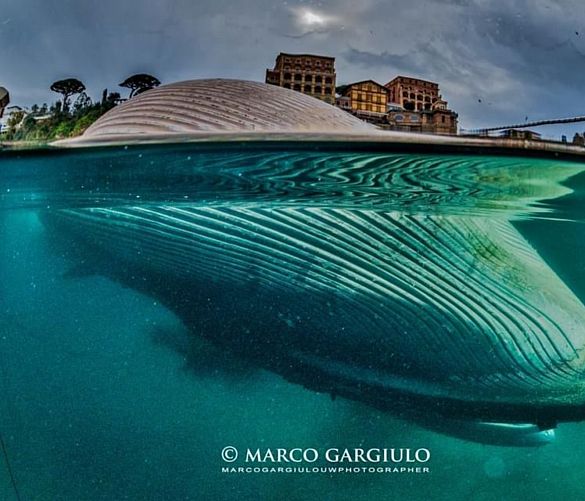 26012021 balena morta sorrento