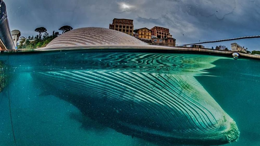 26012021 balena morta sorrento 26012021 balena morta sorrento