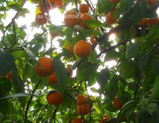 Floriana-Iuliano foto - 26022013 arance salute