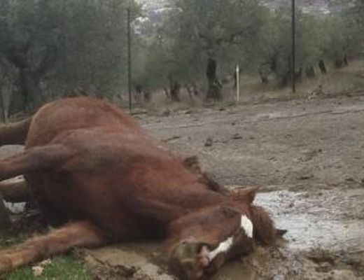26022015 cavallo monte san giacomo