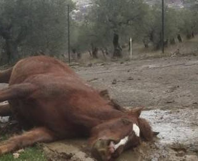 26022015 cavallo monte san giacomo