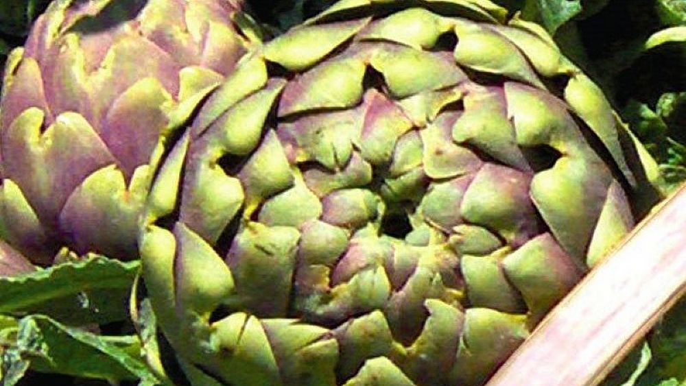 26022016 carciofo igt paestum