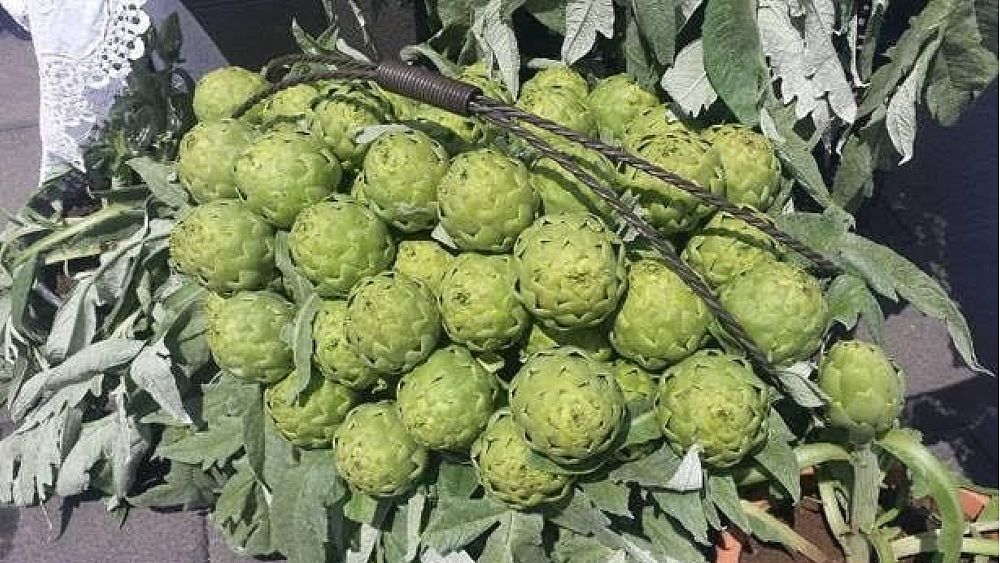 26042017 carciofo bianco di pertosa