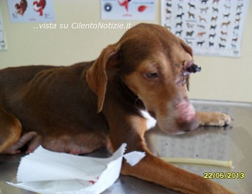 26052013 cane maltrattato cilento