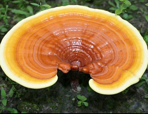 26072013 Ganoderma lucidum Reishi