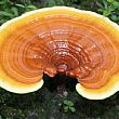 Salute foto - 26072013 Ganoderma lucidum Reishi