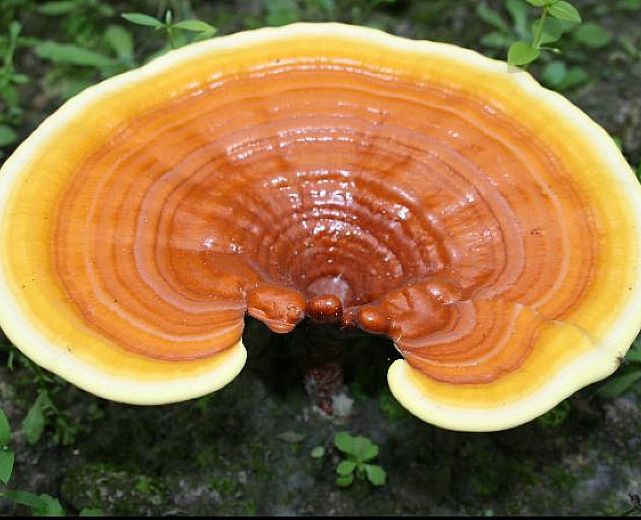 26072013 Ganoderma lucidum Reishi