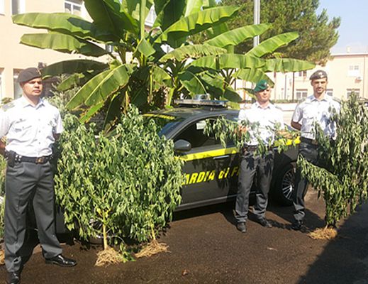 26072013 sequestro cannabis Albanella