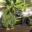 Cronaca foto - 26072013 sequestro cannabis Albanella