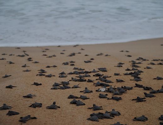 26082014 schiusa uova tartarughe