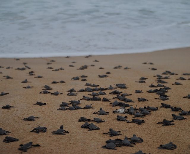 26082014 schiusa uova tartarughe