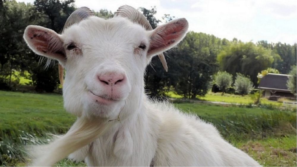 26082017 adotta una capra